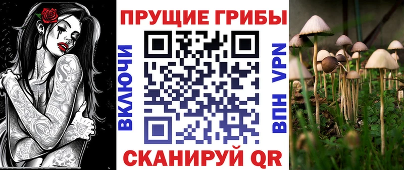 Псилоцибиновые грибы мицелий  где можно купить наркотик  Новая Ладога 